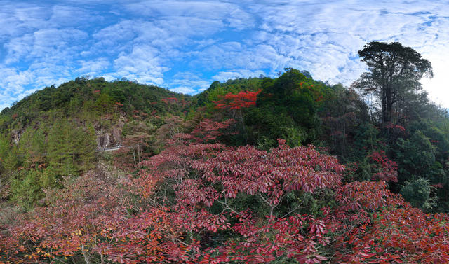 湖南桂东 初冬 彩卷 东边山 层林尽染 
