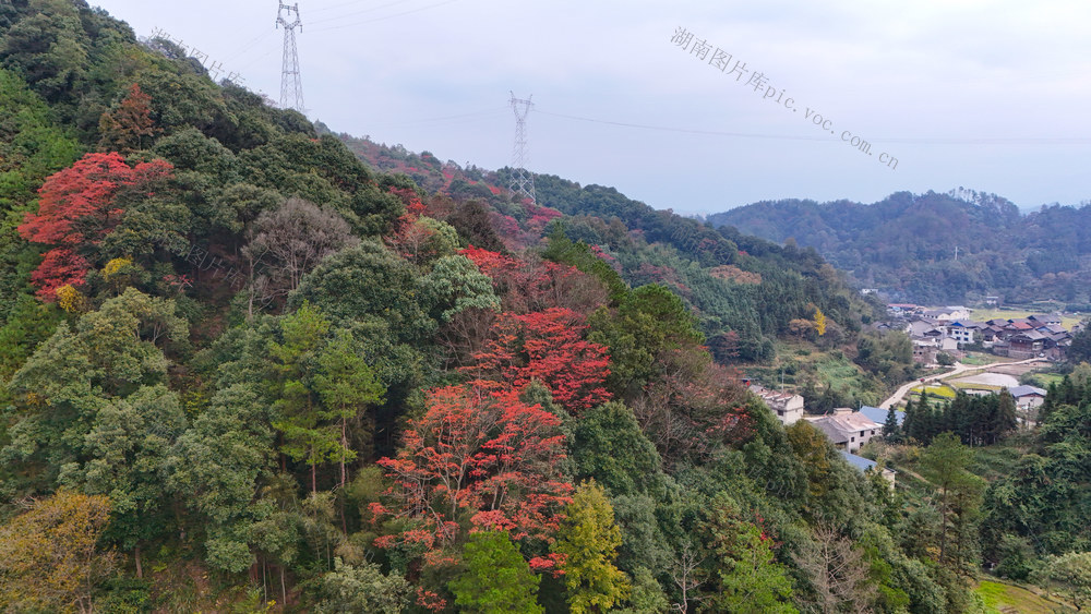冬天、秋景、山林、树林、乡村