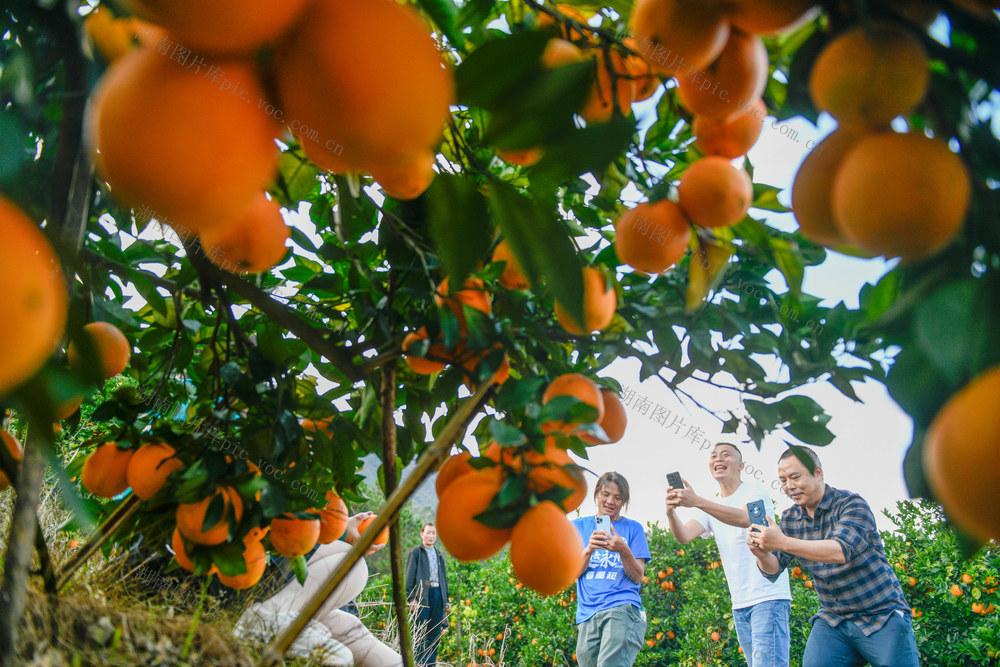 湖南道县：“自媒体+产业”助农增收