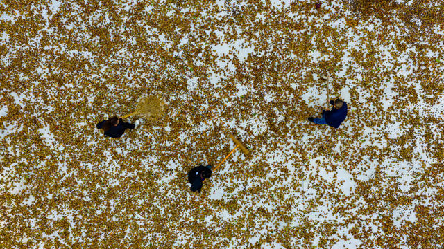 农村  农民  种植  油茶  怀化中方