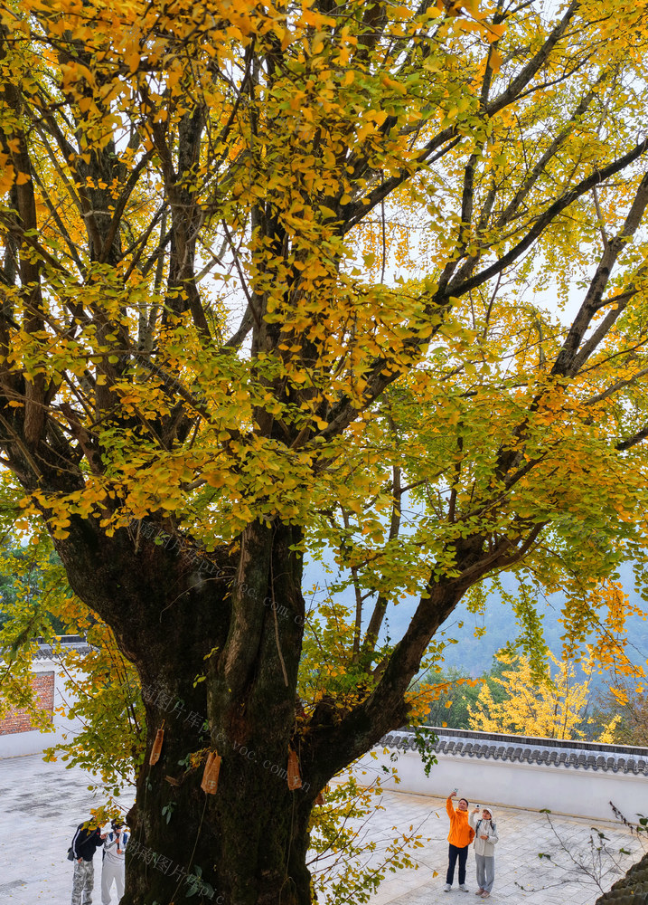 南岳 银杏 初冬 美景