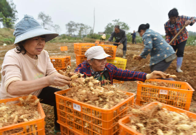 嘉禾：特色产业助增收