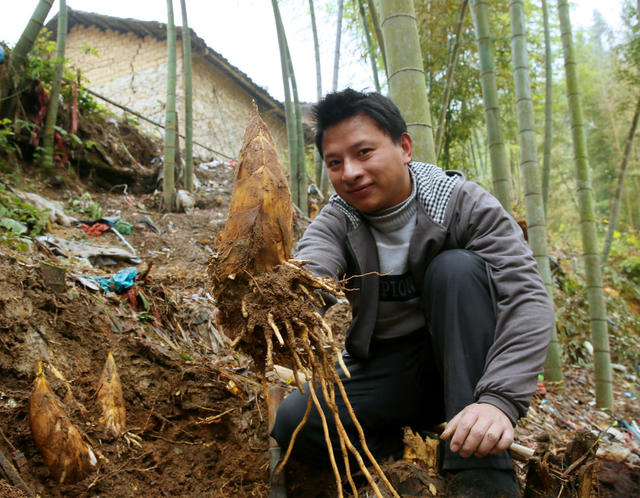 湖南郴州 桂东冬笋 图