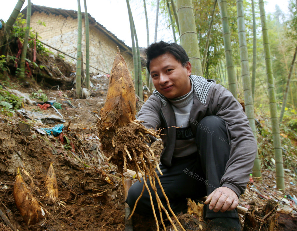 湖南郴州 桂东冬笋 图