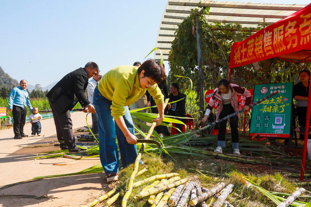 甘蔗  富硒  农产品  游客