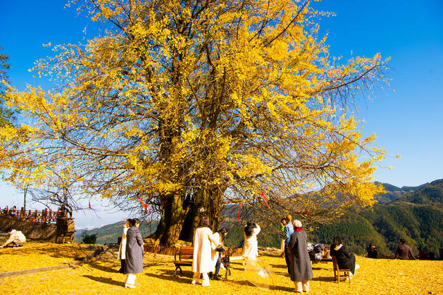 农村  树木  银杏  怀化  鹤城