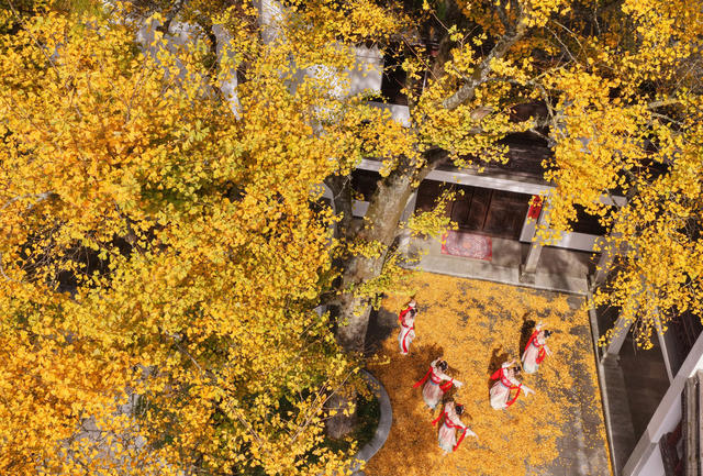 南岳  银杏  色彩斑斓 冬景