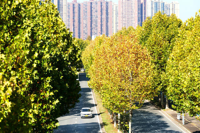 梧桐披金美如画