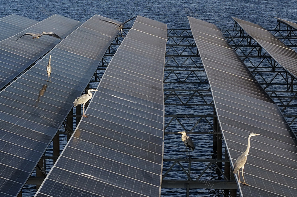 嘉禾：水库生态美  苍鹭越冬来