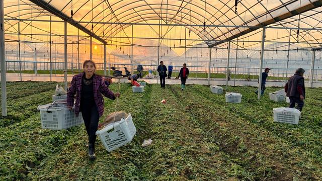 湖南  常宁  采摘  蔬菜