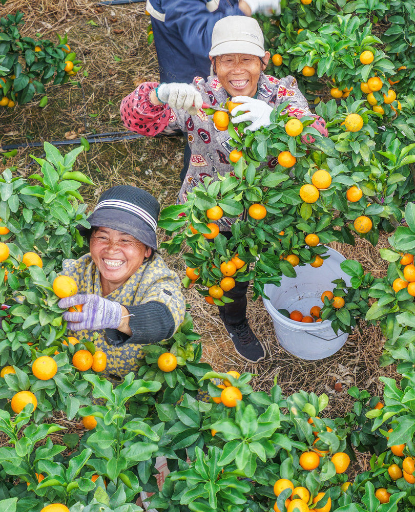 湖南道县：金秋沙糖桔喜获丰收