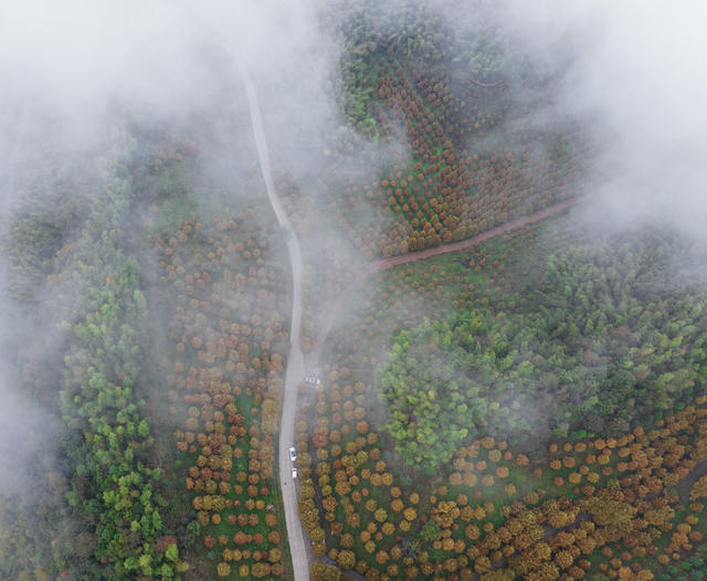秋意，鹤城，泸阳，林场，赏球