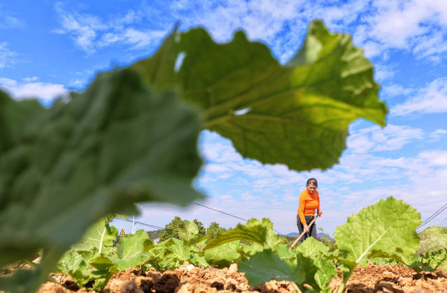 小雪 临近 冬油菜 管护 