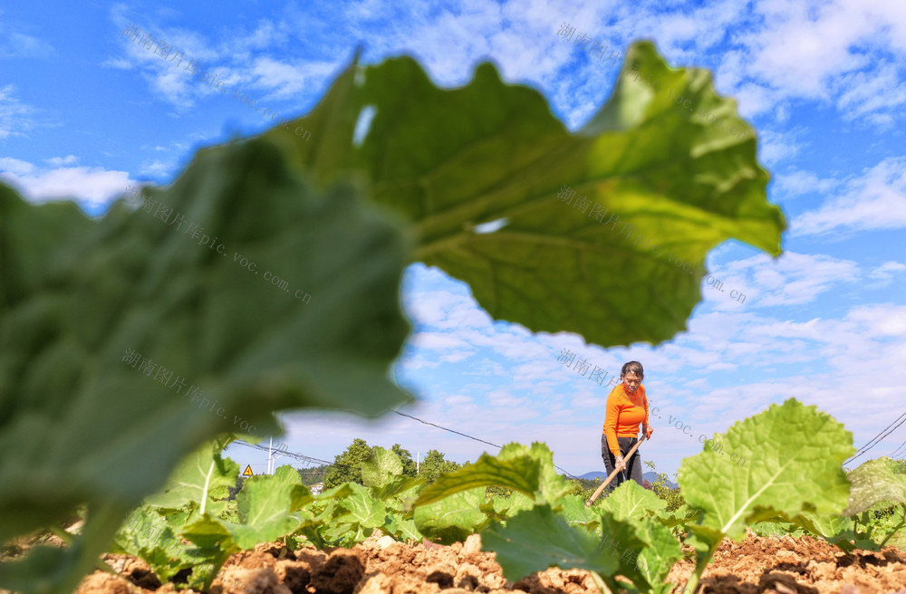 小雪 临近 冬油菜 管护 