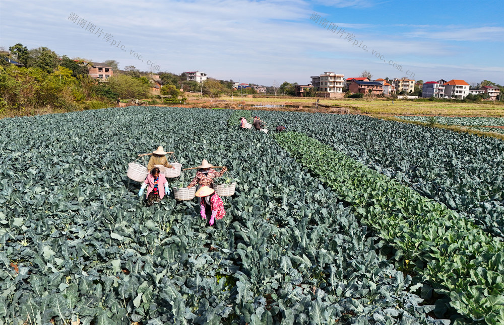 蔬菜  采收  西兰花  基地  初冬  白菜