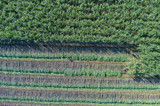 乡村  村民  经验  农业   农户  田园  田野   乡村振兴  