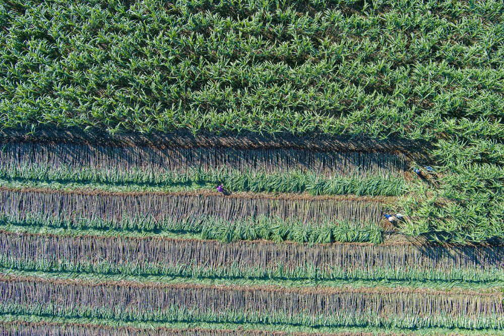 乡村  村民  经验  农业   农户  田园  田野   乡村振兴  