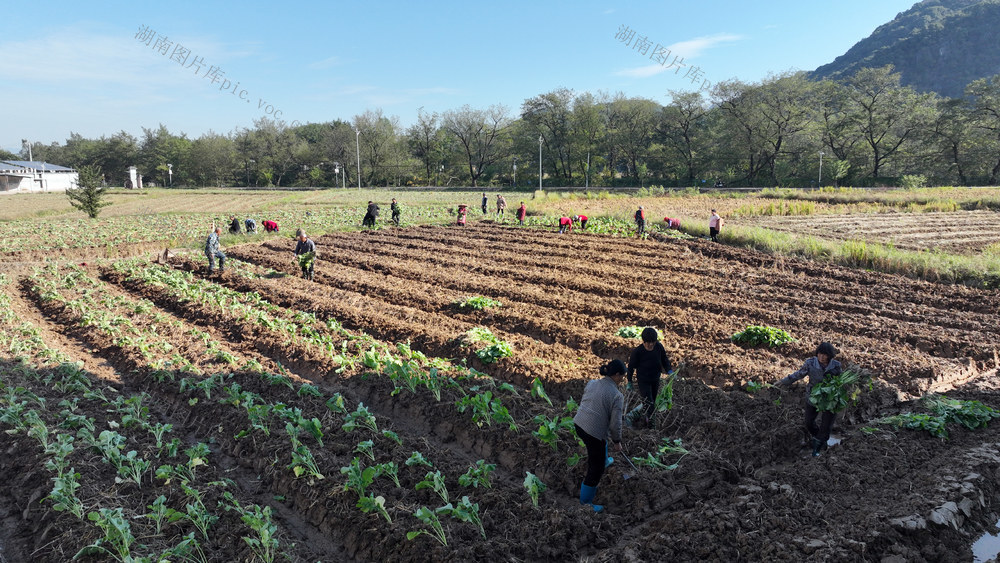 宁远 油菜 花海 增收 