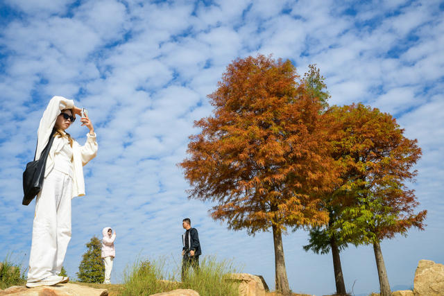 资兴市 东江湖 水杉 白廊 山水画卷