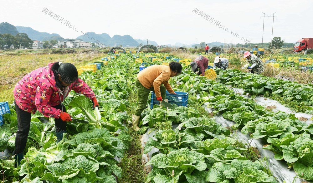 冬闲田白菜供港澳