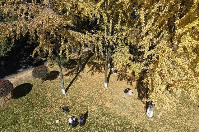 土家族 湖南 湘西 苗族 大学 校园 银杏  美景 如画 黄经甲 金灿灿 吉首大学