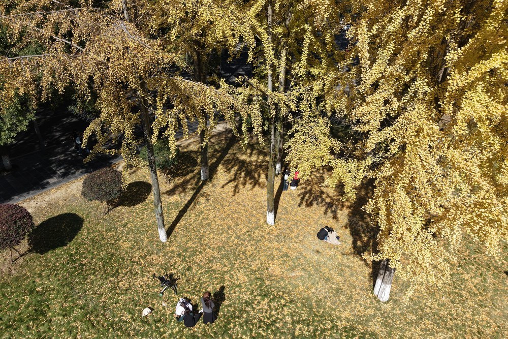 土家族 湖南 湘西 苗族 大学 校园 银杏  美景 如画 黄经甲 金灿灿 吉首大学