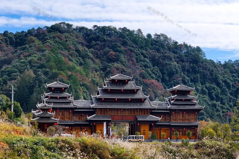 自然、冬天、景色、林业、生态