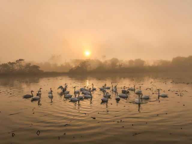 候鸟，灰鹤，小天鹅，大雁，湿地，屈原管理区，东古湖