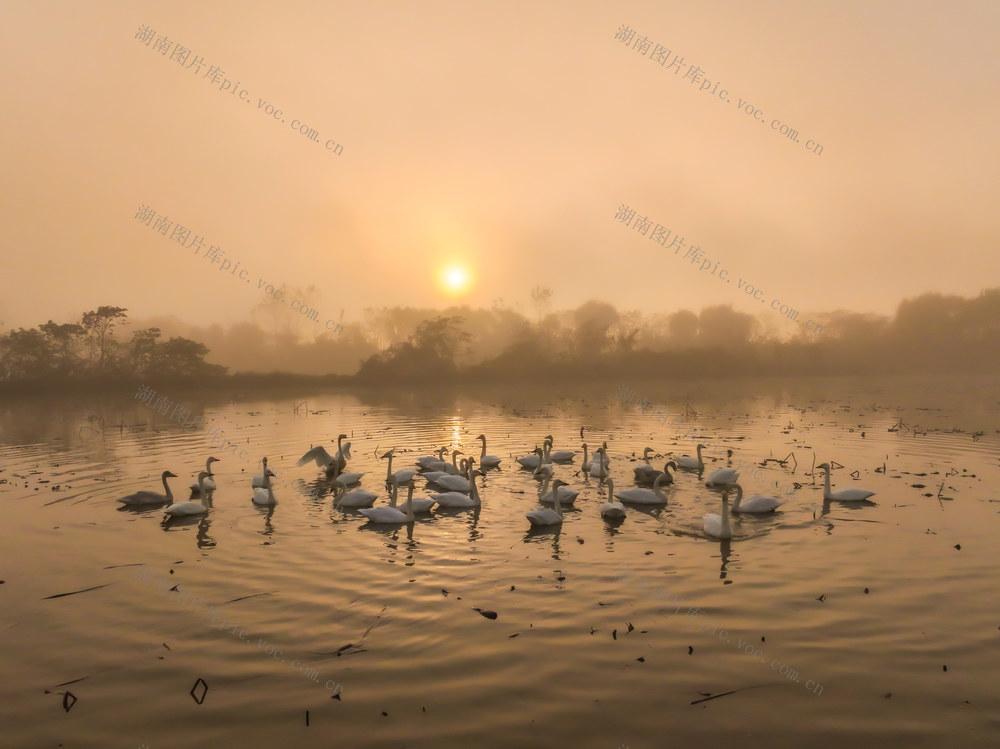候鸟，灰鹤，小天鹅，大雁，湿地，屈原管理区，东古湖