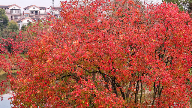 乡村 民宿 美景