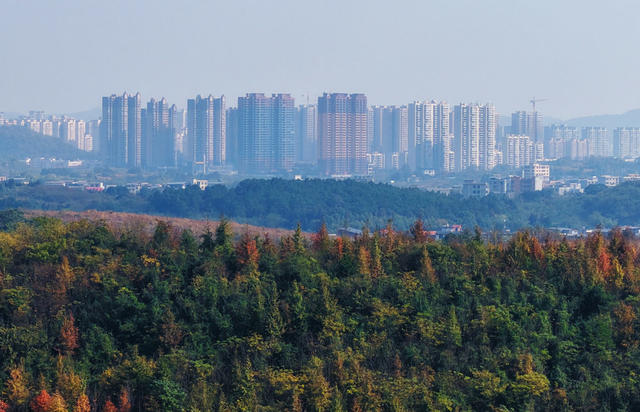 嘉禾：层林尽染  扮靓冬日