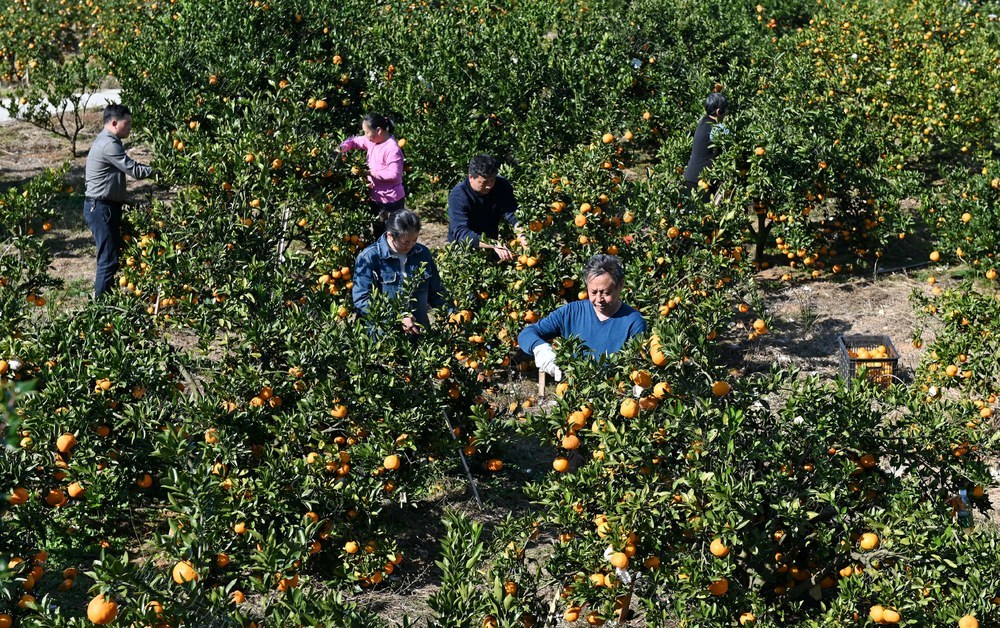 小雪，二十四节气，农事，农时，采收，田间地头，柑橘，橘园，农业，农作物，忙碌，农民，生产，采摘