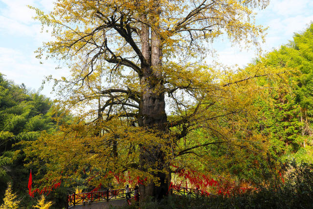 银杏王  金黄  游客  旅游  小雪节气
