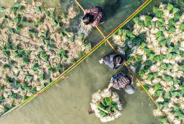 2025年11月22日，湖南省永州市道县营江街道车边社区，农民在清洗藠头。蒋克青摄