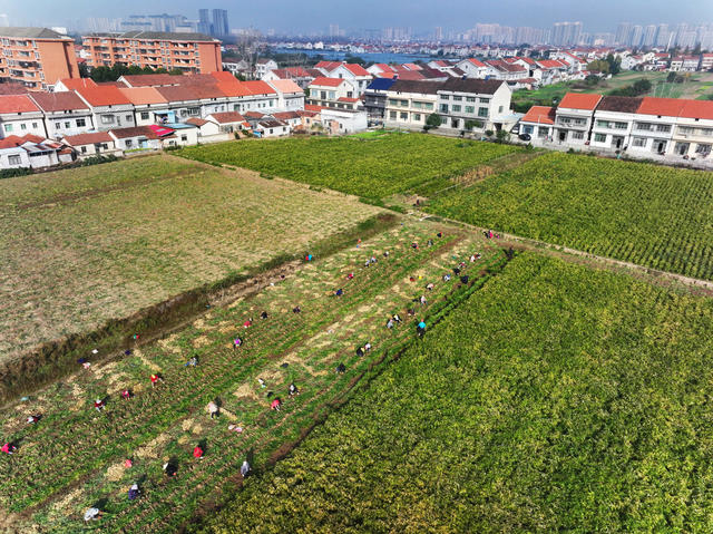 经济  农业  种植  生姜  采收