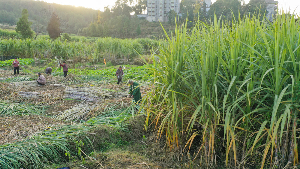 甘蔗 蔗糖 乡村振兴 小雪节气 传统产业 特色产业 就业