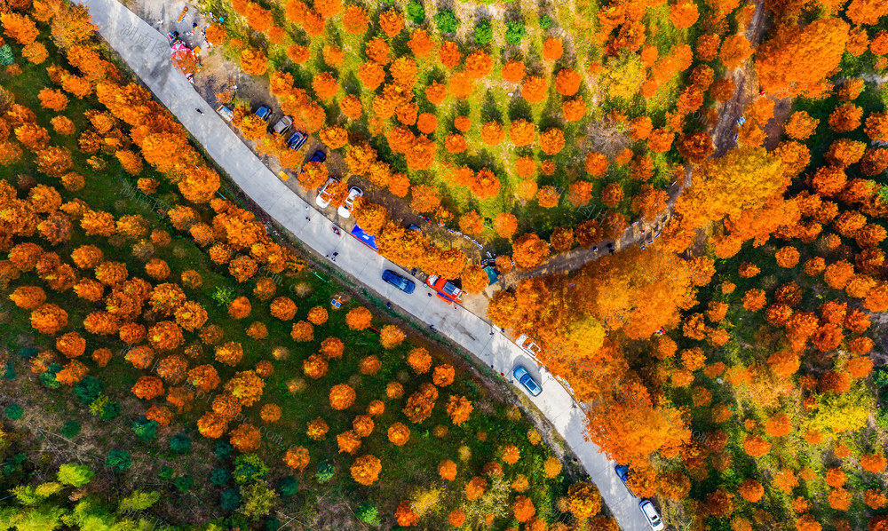 生态  森林  水杉  红色