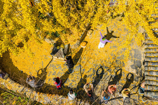银杏 金黄 游客 冬景  银杏树