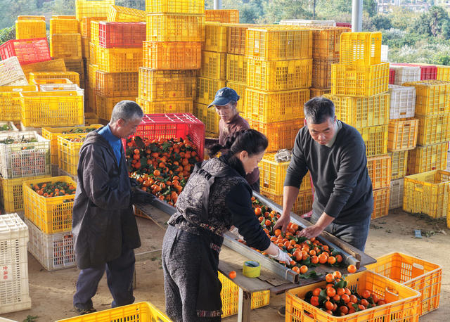 嘉禾：砂糖橘外销忙
