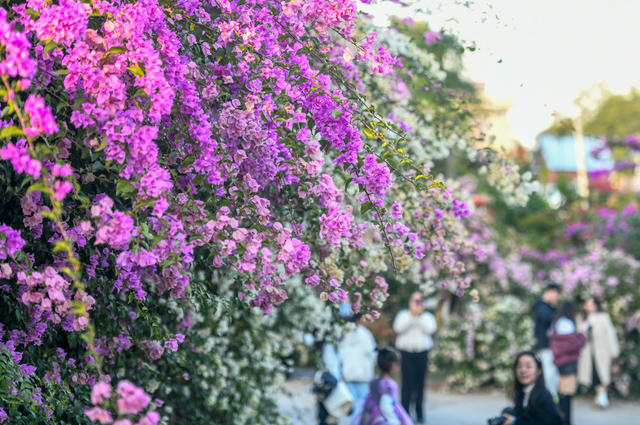 湖南道县：三角梅花开引客来