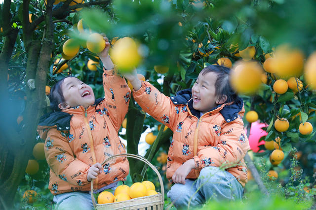 2025年湖南省柑橘节（麻阳分会场）  麻阳冰糖橙  冰糖橙加工