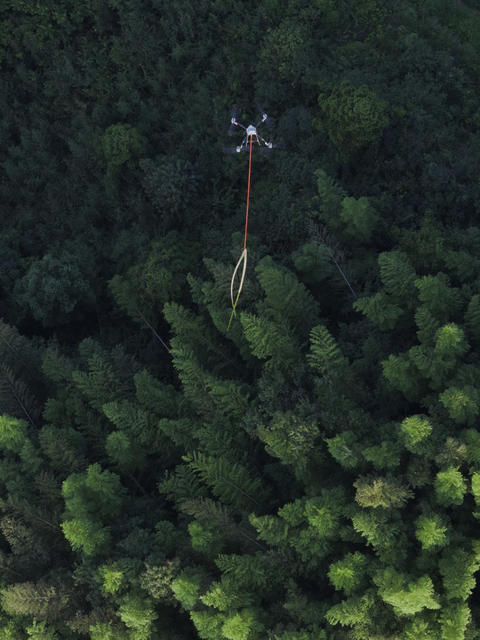 毛竹、竹海、竹子