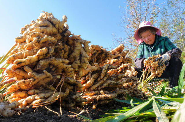 小黄姜 采收