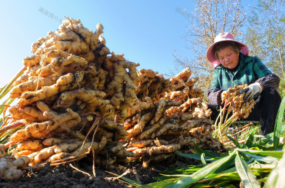 小黄姜 采收