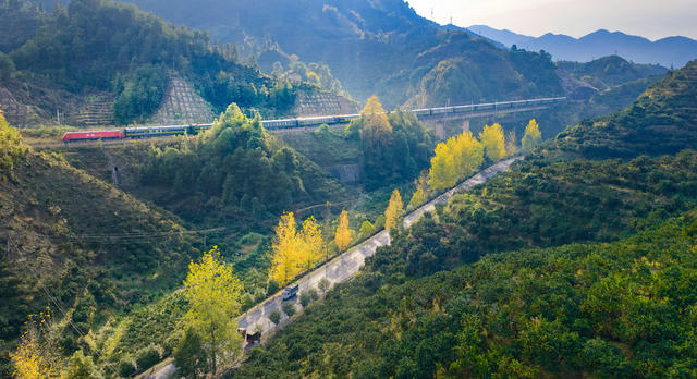 脐橙红了 乡村美景