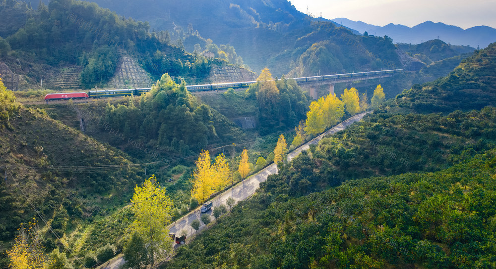 脐橙红了 乡村美景