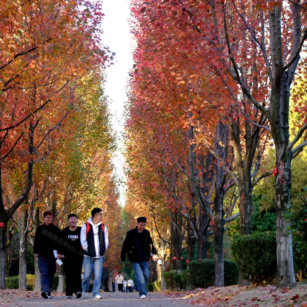农大“枫”景醉游人