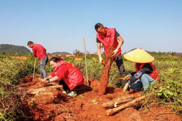 党员  志愿者  助农  采收  淮山