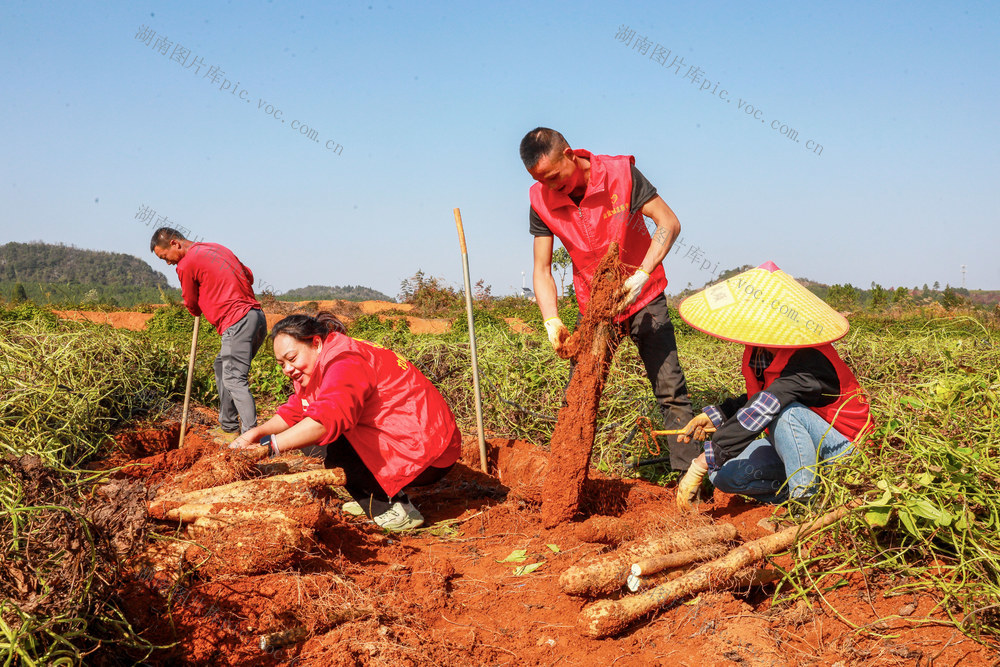 党员  志愿者  助农  采收  淮山