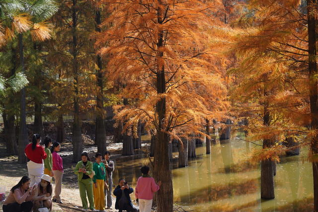 水杉林  迎游客（图）

11月25日，湖南省邵阳县长阳铺镇泉井村，不少市民到该村水杉林游玩。冬日暖阳下，高大的水杉树挺拔而立，枝叶繁茂，层层叠叠，仿佛一幅浓墨重彩的油画。阳光穿透树梢，洒下斑驳的光影，与波光粼粼的水面交相辉映，色彩斑斓，美不胜收。为方便游客，该村在水杉林中新建了步行道。